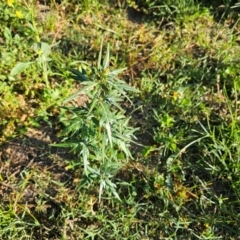 Xanthium spinosum at Molonglo River Reserve - 2 Feb 2024 08:21 AM