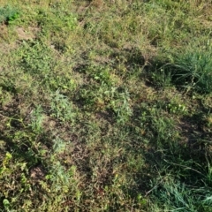 Xanthium spinosum at Molonglo River Reserve - 2 Feb 2024