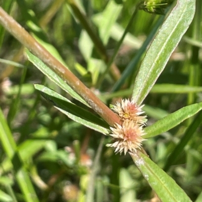 Alternanthera denticulata (Lesser Joyweed) at Bendoura, NSW - 2 Feb 2024 by JaneR