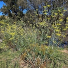 Foeniculum vulgare (Fennel) at Lower Molonglo - 1 Feb 2024 by Jiggy