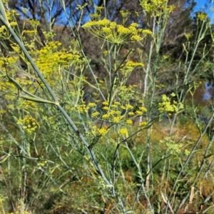 Foeniculum vulgare at Lower Molonglo - 2 Feb 2024