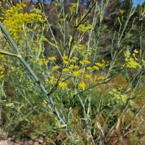 Foeniculum vulgare at Lower Molonglo - 2 Feb 2024