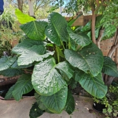 Colocasia esculenta (Taro) at Spence, ACT - 2 Feb 2024 by Jiggy