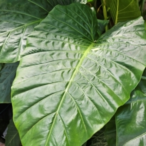 Colocasia esculenta at Spence, ACT - 2 Feb 2024