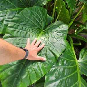 Colocasia esculenta at Spence, ACT - 2 Feb 2024