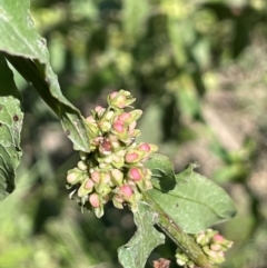 Rumex conglomeratus (Clustered Dock) at Bendoura, NSW - 2 Feb 2024 by JaneR