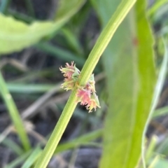 Rumex brownii (Slender Dock) at Bendoura, NSW - 2 Feb 2024 by JaneR