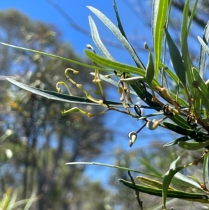 Lomatia myricoides at QPRC LGA - 2 Feb 2024