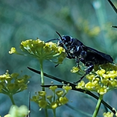 Austroscolia soror (Blue Flower Wasp) at Molonglo River Reserve - 1 Feb 2024 by Jiggy