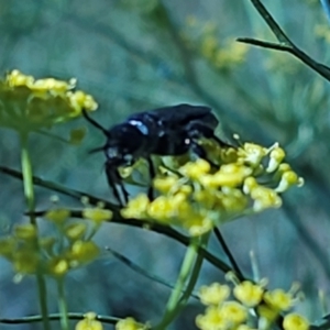 Austroscolia soror at Molonglo River Reserve - 2 Feb 2024