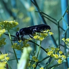 Austroscolia soror at Molonglo River Reserve - 2 Feb 2024