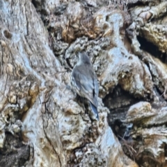 Cormobates leucophaea at Molonglo River Reserve - 2 Feb 2024