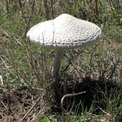 Macrolepiota dolichaula (Macrolepiota dolichaula) at Urila, NSW - 29 Mar 2017 by Milobear