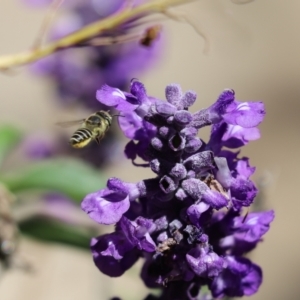 Megachile (Eutricharaea) serricauda at Cook, ACT - 2 Feb 2024 11:28 AM