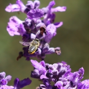 Megachile (Eutricharaea) serricauda at Cook, ACT - 2 Feb 2024 11:28 AM