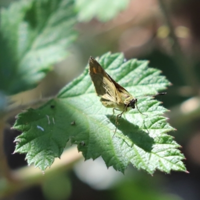 Ocybadistes walkeri (Green Grass-dart) at Cook, ACT - 1 Feb 2024 by Tammy