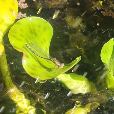 Unidentified Dragonfly or Damselfly (Odonata) at Erskine, WA - 2 Feb 2024 by birchycee