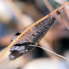 Unidentified Lacewing (Neuroptera) at Baranduda, VIC - 2 Feb 2024 by KylieWaldon