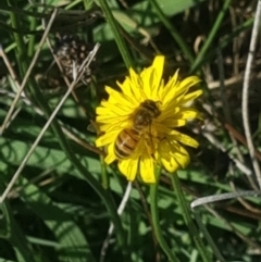 Apis mellifera (European honey bee) at Crace Grasslands - 19 Jan 2024 by MiaThurgate