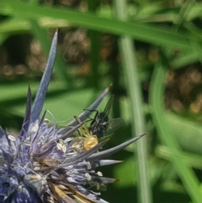 Diptera (order) (Fly - Unidentified) at Crace Grassland (CR_2) - 19 Jan 2024 by MiaThurgate