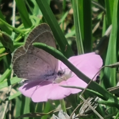 Zizina otis (Common Grass-Blue) at Crace Grassland (CR_2) - 19 Jan 2024 by MiaThurgate