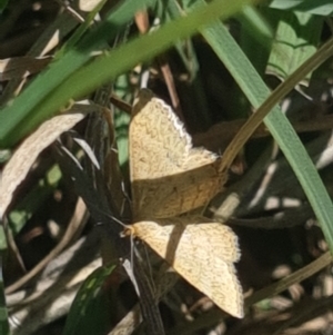 Scopula rubraria at Crace Grassland (CR_2) - 19 Jan 2024 09:53 AM