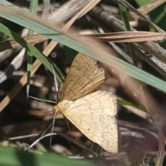 Scopula rubraria at Crace Grassland (CR_2) - 19 Jan 2024 09:53 AM