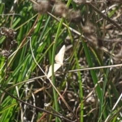 Scopula rubraria at Crace Grassland (CR_2) - 19 Jan 2024 09:53 AM