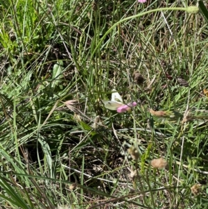 Pieris rapae at Crace Grassland (CR_2) - 19 Jan 2024 09:57 PM