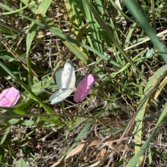 Pieris rapae at Crace Grassland (CR_2) - 19 Jan 2024 09:57 PM