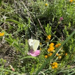 Pieris rapae at Crace Grassland (CR_2) - 19 Jan 2024 09:57 PM