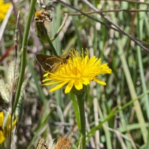 Taractrocera papyria at Crace Grassland (CR_2) - 19 Jan 2024