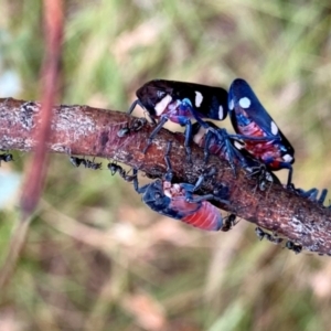 Eurymela distincta at QPRC LGA - 3 Feb 2024