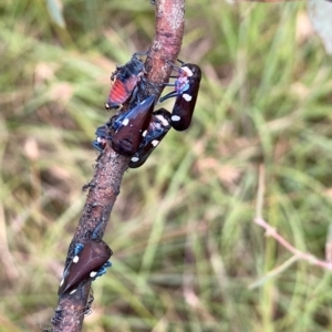 Eurymela distincta at QPRC LGA - 3 Feb 2024