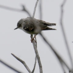 Daphoenositta chrysoptera (Varied Sittella) at Wandiyali-Environa Conservation Area - 2 Feb 2024 by Wandiyali