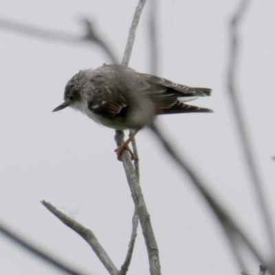 Daphoenositta chrysoptera (Varied Sittella) at QPRC LGA - 3 Feb 2024 by Wandiyali