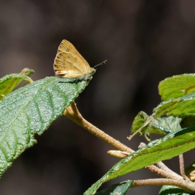 Hypochrysops byzos (Yellow Jewel) at Cotter River, ACT - 1 Feb 2024 by DPRees125