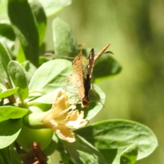 Dispar compacta (Barred Skipper) at Black Mountain Peninsula (PEN) - 2 Feb 2024 by HelenCross