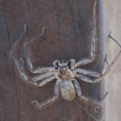 Isopeda canberrana (Canberra Huntsman Spider) at Namadgi National Park - 2 Feb 2024 by SandraH