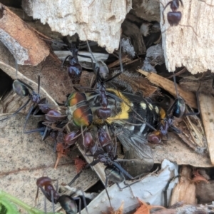 Scaptia (Scaptia) auriflua at Watson Green Space - 3 Feb 2024