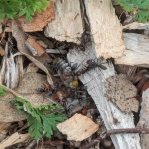 Scaptia (Scaptia) auriflua at Watson Green Space - 3 Feb 2024 09:51 AM