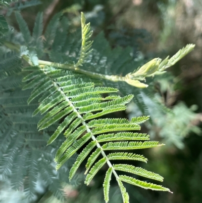 Acacia dealbata subsp. dealbata (Silver Wattle) at Strike-a-Light TSR - 28 Jan 2024 by JaneR