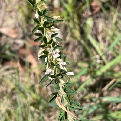 Chamaecytisus palmensis (Tagasaste, Tree Lucerne) at Bredbo, NSW - 28 Jan 2024 by JaneR