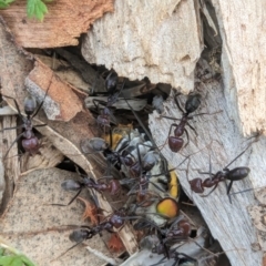 Iridomyrmex purpureus (Meat Ant) at Watson, ACT - 2 Feb 2024 by AniseStar