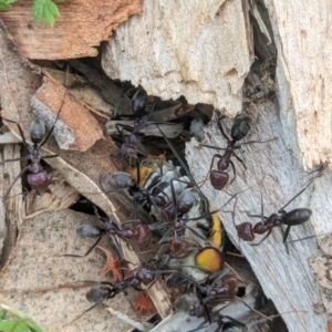 Iridomyrmex purpureus at Watson Green Space - 3 Feb 2024