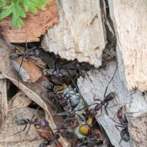 Iridomyrmex purpureus at Watson Green Space - 3 Feb 2024