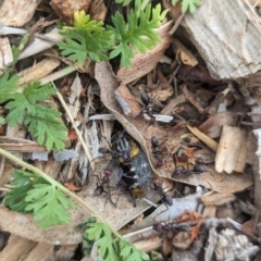 Iridomyrmex purpureus at Watson Green Space - 3 Feb 2024