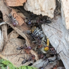 Iridomyrmex purpureus at Watson Green Space - 3 Feb 2024 09:51 AM