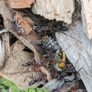 Iridomyrmex purpureus at Watson Green Space - 3 Feb 2024 09:51 AM