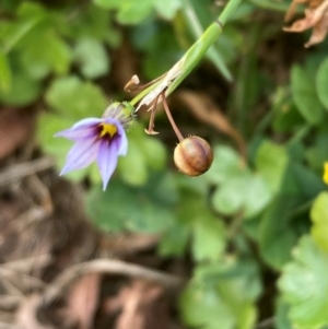 Sisyrinchium rosulatum at Campbell, ACT - 3 Feb 2024 11:40 AM